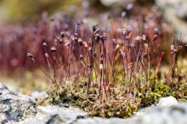 Bu bağırmak ve yosun