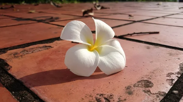 Белый и желтый Plumeria spp. (frangipani цветы, Frangipani , — стоковое фото