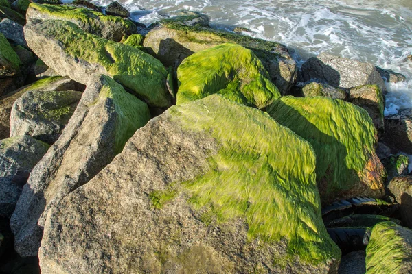 Green algae on rocks at sea. — Stock Photo, Image