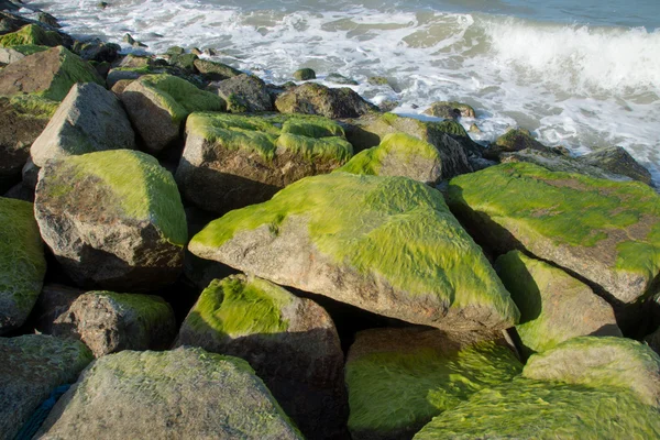 Green algae on rocks at sea. — Stock Photo, Image