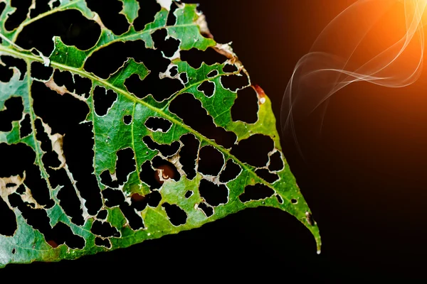 I parassiti mangiano foglie verdi con un buco in esso — Foto Stock