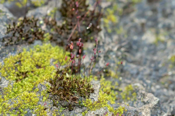 Bark och mossa — Stockfoto