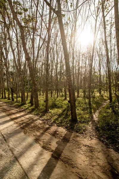 Rubber plantation — Stock Photo, Image