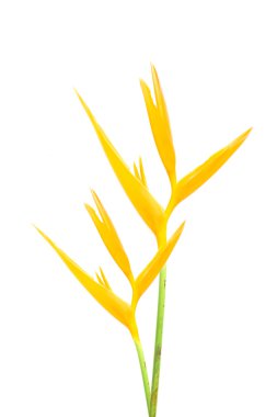 heliconia: altın Meşalesi., turuncu meşale. 