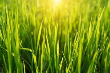 Pirinç tarlasında pirinç bitkisi