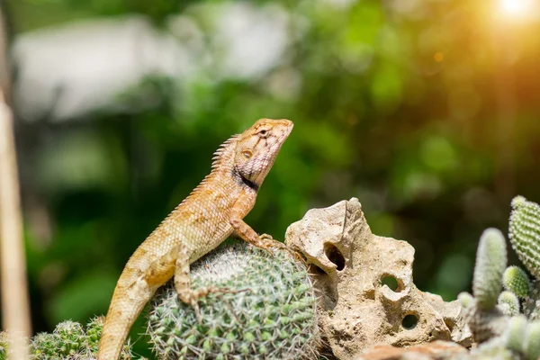 Giallo spuntato piccola lucertola seduta su un cactus e guardando . — Foto Stock