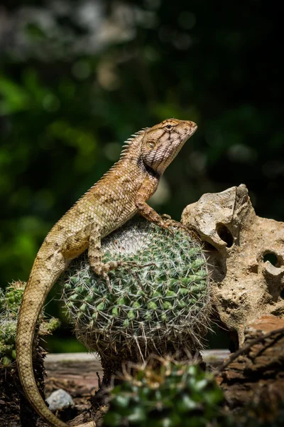 Giallo spuntato piccola lucertola seduta su un cactus e guardando . — Foto Stock