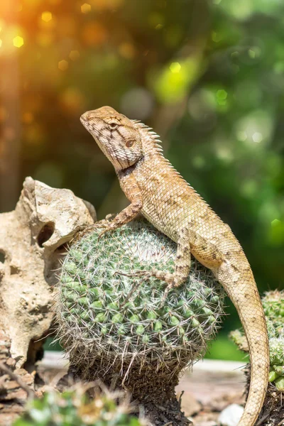 Giallo spuntato piccola lucertola seduta su un cactus e guardando . — Foto Stock