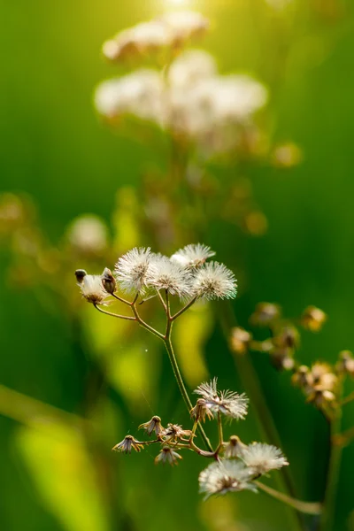 Grama flor — Fotografia de Stock