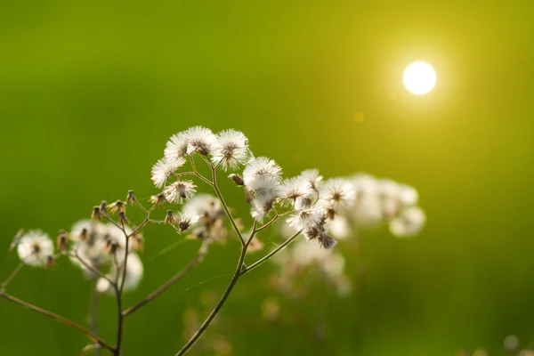 Grama flor — Fotografia de Stock