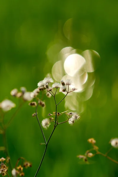 Herbe de fleur — Photo