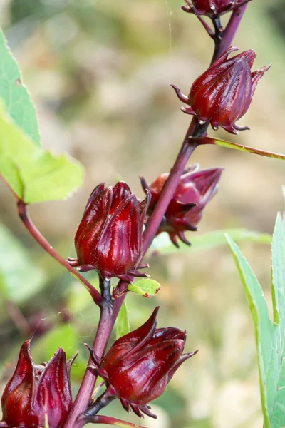 Hibiscus sabdariffa or roselle fruits — Stock Photo, Image