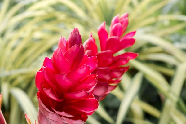 Schöne tropische rote Ingwerblüte. — Stockfoto