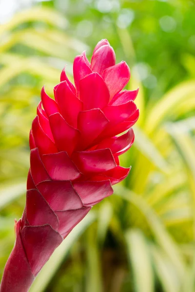 Belle fleur de gingembre rouge tropical . — Photo
