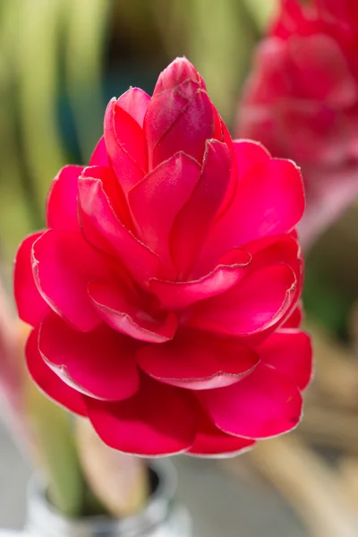 Beautiful tropical red ginger flower. — Stock Photo, Image