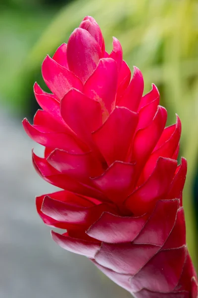 Hermosa flor de jengibre rojo tropical . — Foto de Stock