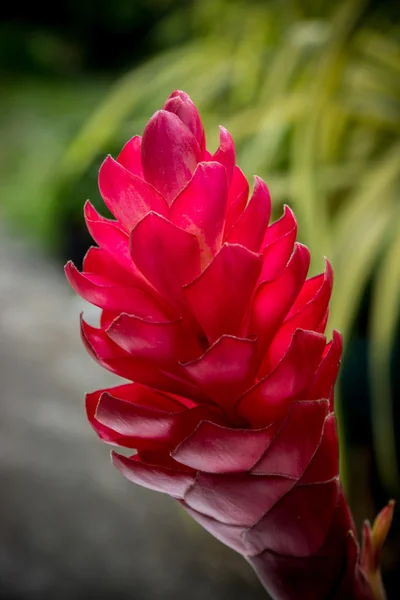 Bela flor de gengibre vermelho tropical . — Fotografia de Stock