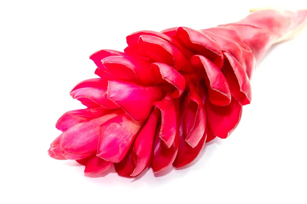 Beautiful tropical red ginger flower. — Stock Photo, Image