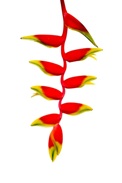Beautiful Heliconia blooming on white background. — Stock Photo, Image