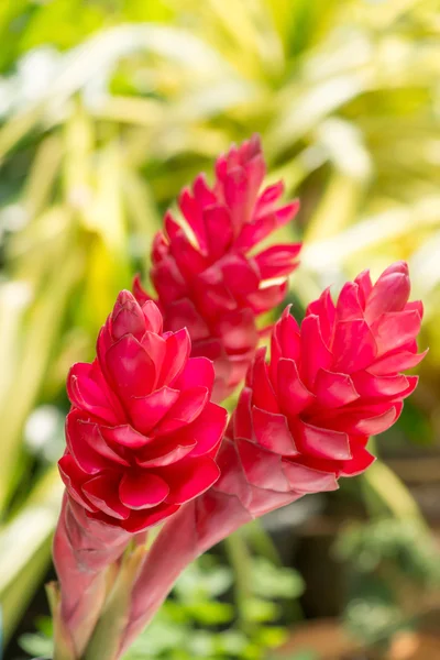 Vackra tropiska röd ingefära blomma. — Stockfoto