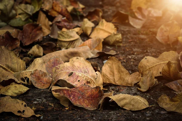 Dry leaves in the summer. — Stock Photo, Image