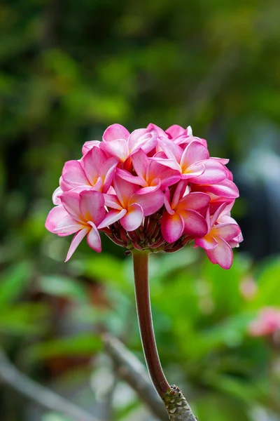 Frangipani flower in the morning. — Stock Photo, Image