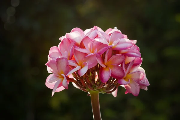 Frangipani fleur le matin . — Photo