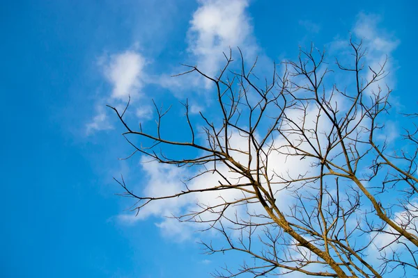 Árbol seco — Foto de Stock