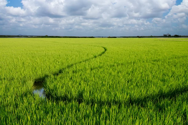 Rijstplant in rijstveld — Stockfoto