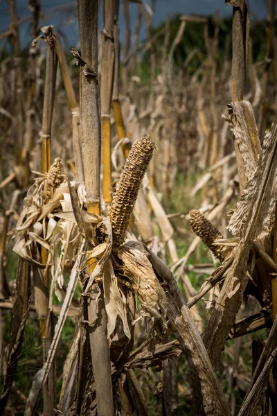 Засуха на кукурузном поле — стоковое фото