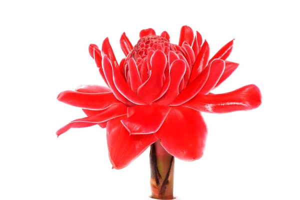 Fleur rouge d'etlingera elatior sur fond blanc . — Photo