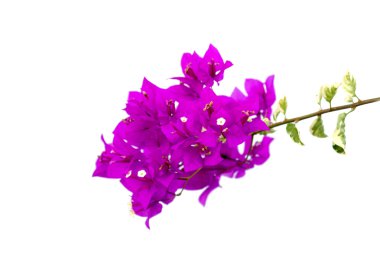 Bougainvillea çiçek.