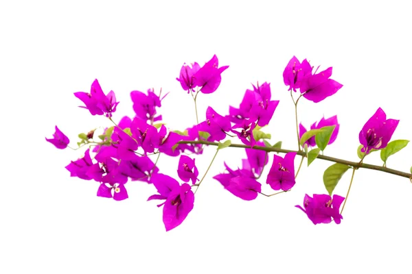 Fiore di Bougainvillea . — Foto Stock