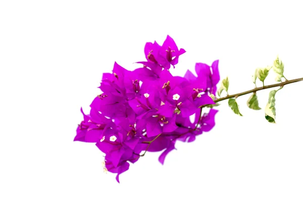 Kwiatów bugenwilli. — Zdjęcie stockowe