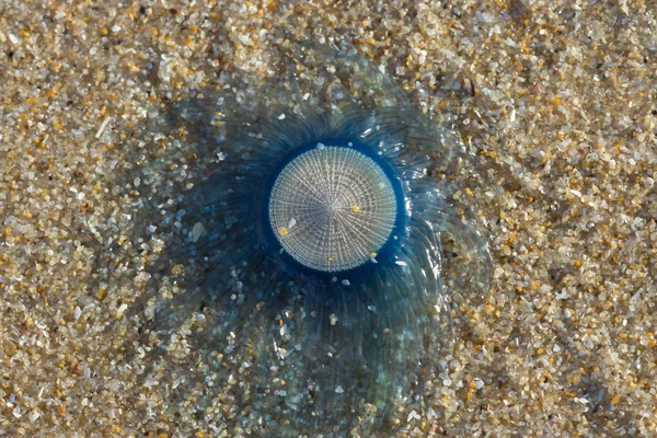 Porpita porpita ou bouton bleu sur la plage . — Photo