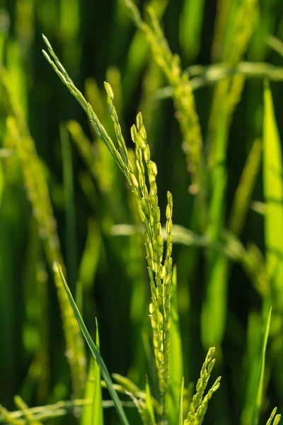 Rijstplant in rijstveld — Stockfoto