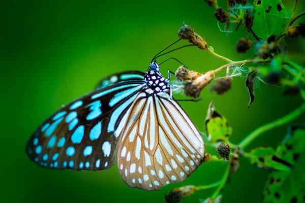 Mariposa en flor. (Cethosia cyane ) —  Fotos de Stock