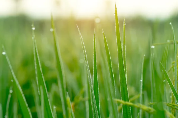 朝露で新鮮な草を削除します。. — ストック写真