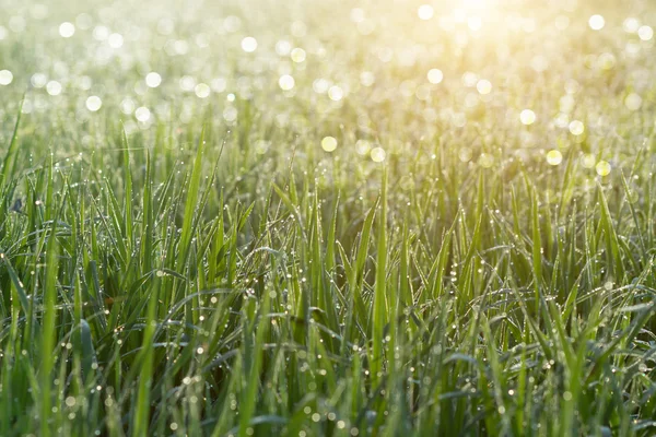 Herbe fraîche avec gouttes de rosée le matin . — Photo