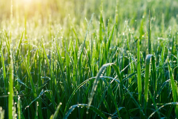 Fresh grass with dew drops in the morning. — Stock Photo, Image