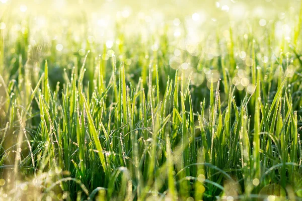 Свіжа трава з краплями роси вранці . — стокове фото