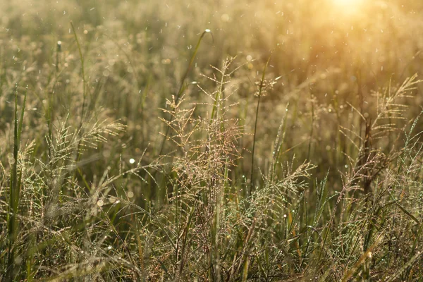 Herbe fraîche avec gouttes de rosée le matin . — Photo