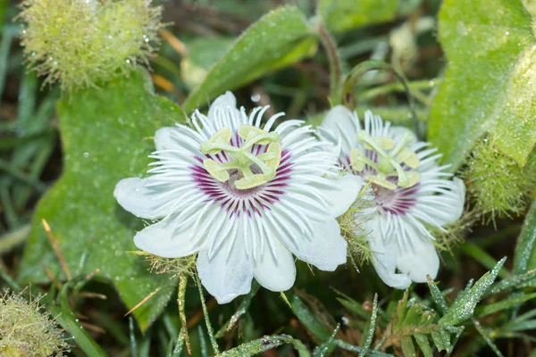 Fetid passionflower, Scarletfruit passionflower, Stinking passio — Stock Photo, Image