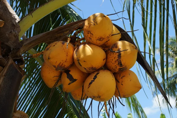 Fermer un bouquet de noix de coco jaune à l'arbre — Photo