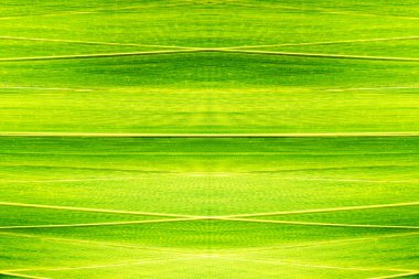 doku yeşil palmiye yaprağı