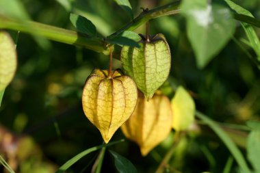 Physalis meyve ağacı üzerinde