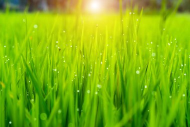 Pirinç tarlasında pirinç bitkisi