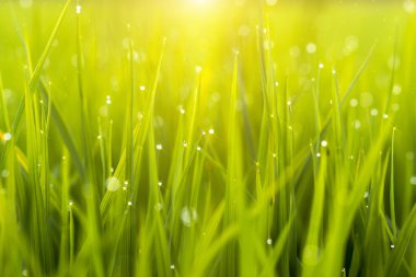 Pirinç tarlasında pirinç bitkisi