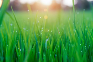 Pirinç tarlasında pirinç bitkisi