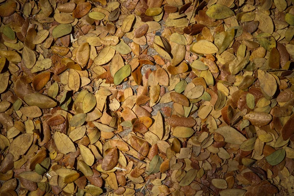 Сухие листья саманских деревьев . — стоковое фото